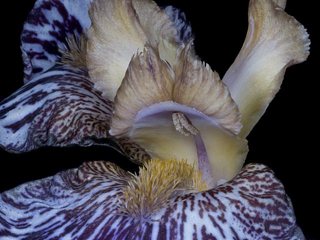 Bearded Iris 6