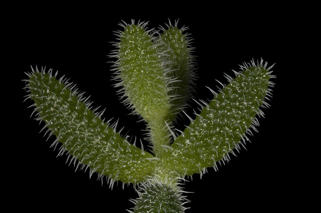 Top Part of Prior Cactus Image