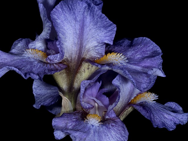 "Storied Iris"
