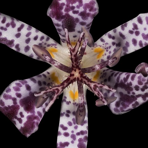Lily 5 Magnified