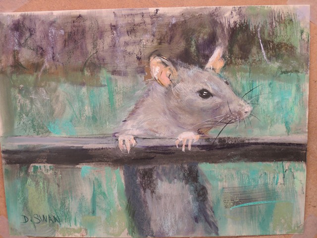 Rat at Fence