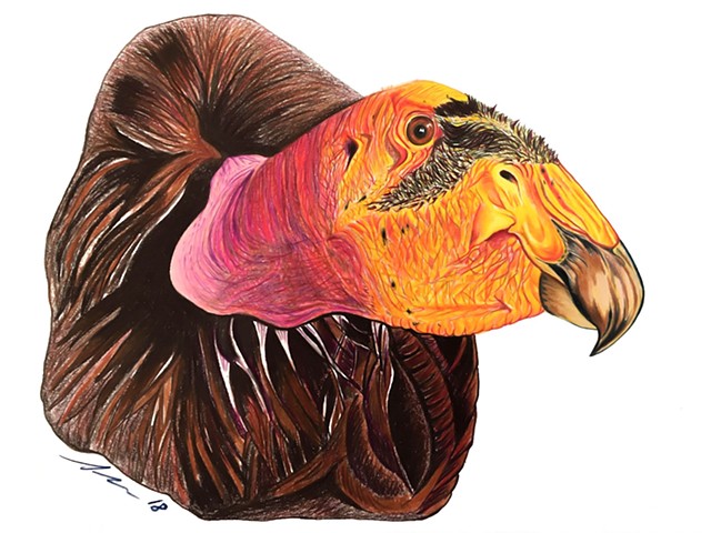 Fine art colored pencil drawing of endangered California condor by Alyson Dana Singer