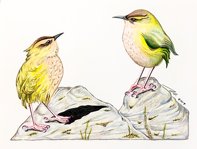 New Zealand Rock Wren Drawing Avian Illustration Bird Art 