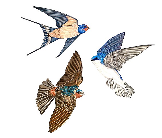 barn swallow, cliff swallow, tree swallow, drawing, illustration, bird illustration in flight