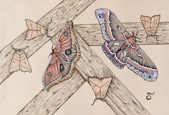 moths, moth drawing, insect drawing, colored pencil