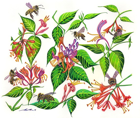 honeybees, apis mellifera, honeysuckle, art, botanical drawing,  illustration, nature art