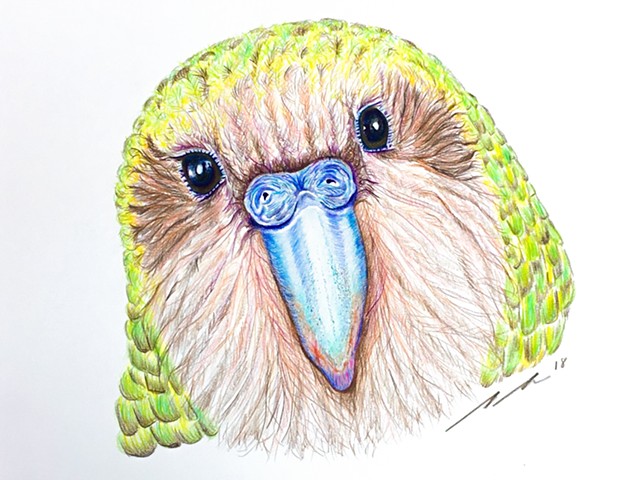 NZ Kakapo drawing, bird artwork, scientific illustration, avian art, endangered bird art
