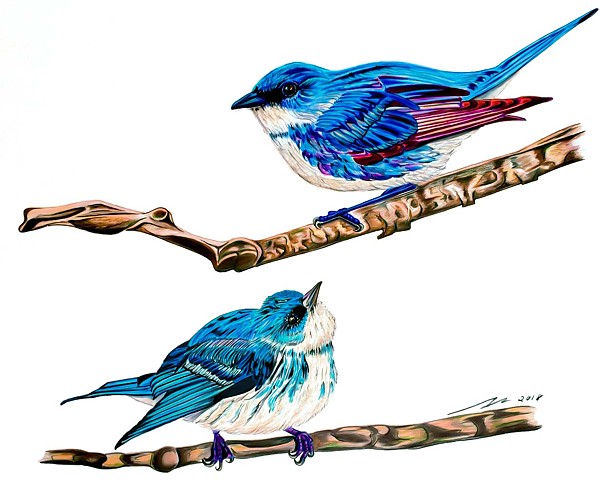 Cerulean warbler avian illustration, drawing, bird art