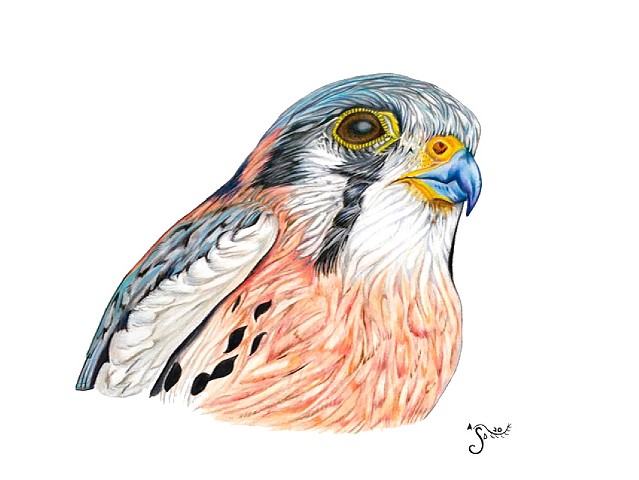 american kestrel, bird portrait, scientific illustration, avian illustration, falcon, drawing