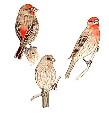 house finches, drawing, illustration