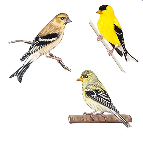 american goldfinch, drawing, illustration, bird illustration