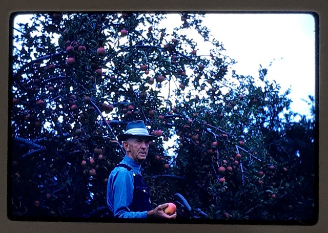 Apple Orchard worker