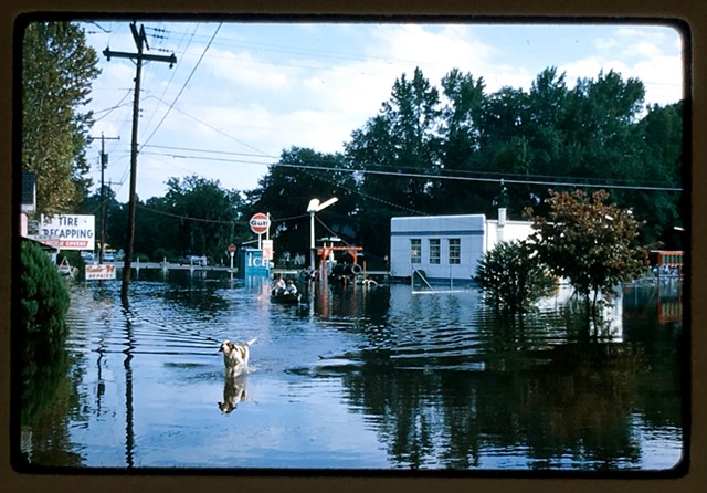 Flood and dog