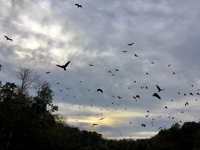 Turkey vultures on the Chaz River, FL