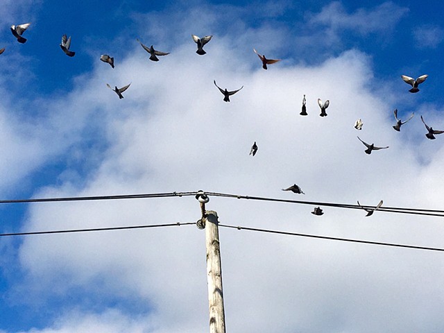 Middle Village pigeons