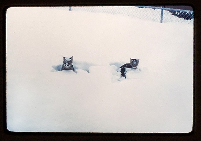 Two cats in the snow