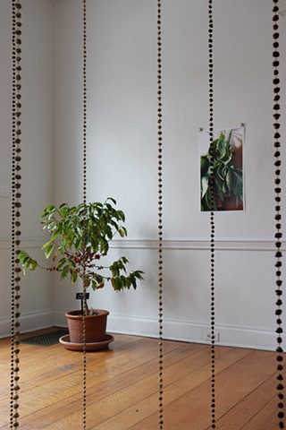 From behind the several brass chains of coffee beans to the left there is a potted coffee bean plants on a wood gallery floor with green leaves and ripe red coffee cherries, to the right is a photo on the wall of the artist's torso in the sunlight holding Matico, a green leafy plant, with tenderness.