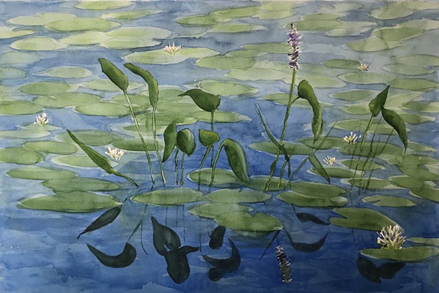 Water Lilies on Round Pond