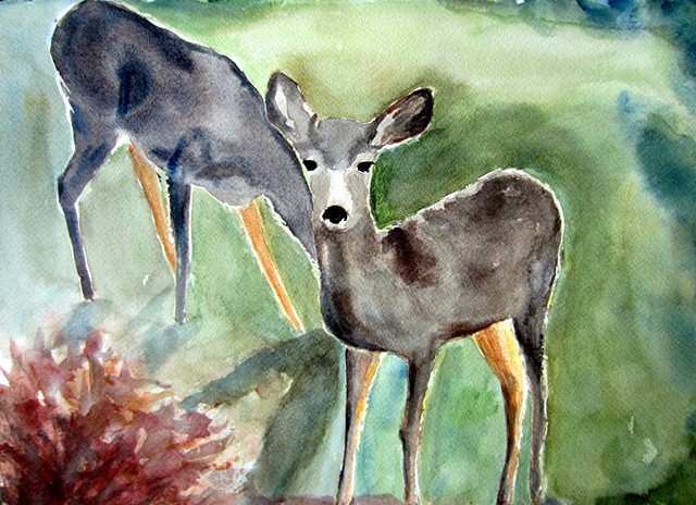 Fawns