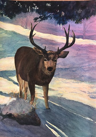 Buck in Shadow