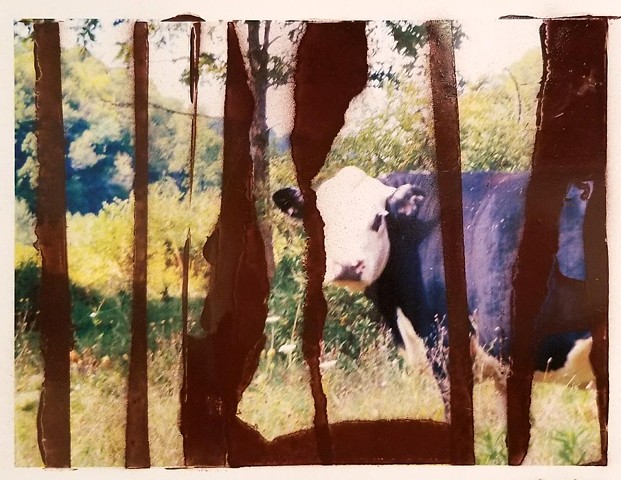 Cow in Summer