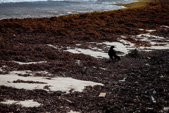 Marine and wild life, as well as coral reefs and other living ecosystems are at risk because of the nonnative seaweed's introduction into the community, but because it's difficult to sample, limited information is known about the species and its drivers.