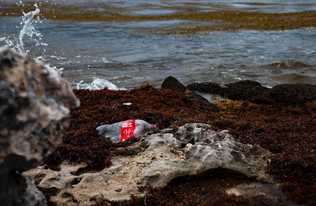 The seaweed collects garbage, which can disturb fishermen as well as the preexisting ecosystem, causing detrimental issues in a town that already has incredibly weak garbage and sewage systems, made even weaker by the influx in tourism in recent years.