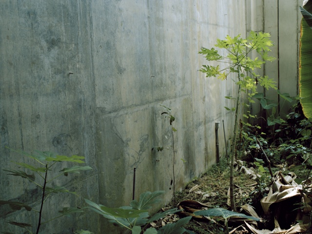 Ficus carica Specimen with Retaining Wall and Paretrechina