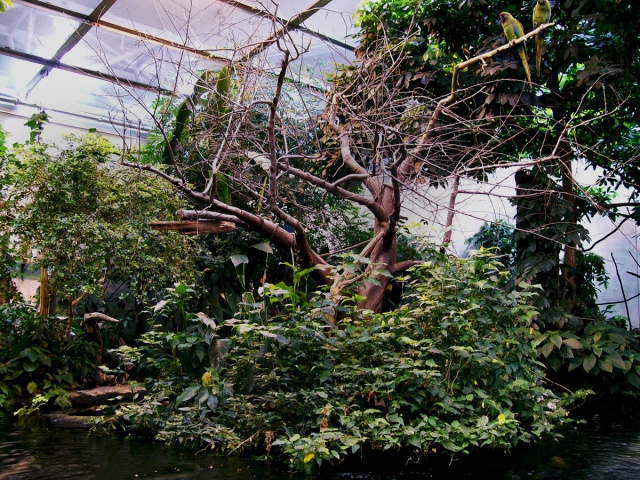 Synthetic Tropical Rainforest Biome (Parrots)