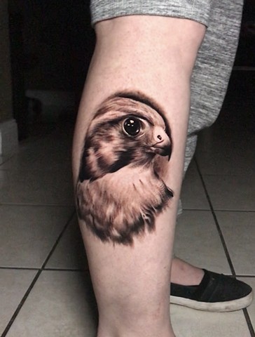 Falcon Tattoo by Michael Ascarie, Morningstar Tattoo, Belmont, Bay Area, California