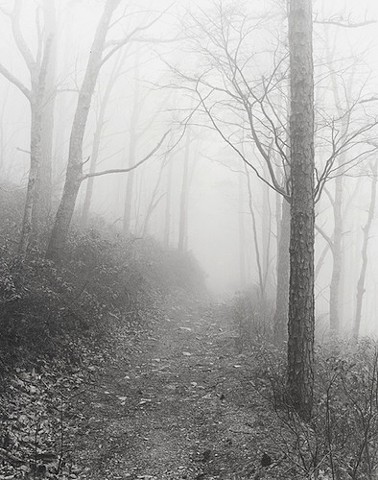 Fog; Glenwood Trail