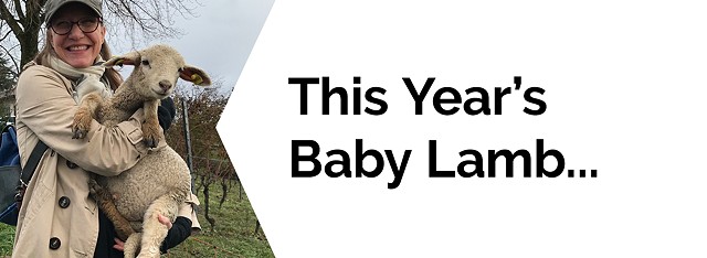 This year's baby lamb letter -- 20 years!