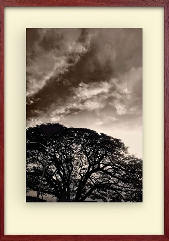 Cloud passes over a Maui Monkey Pod tree