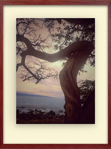 Cork screw beach tree - Hawaii sunset.