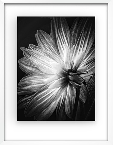 Feathering bloom