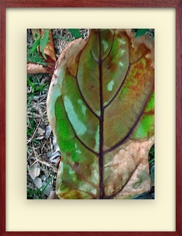 Fig leaf drying-Hawaii