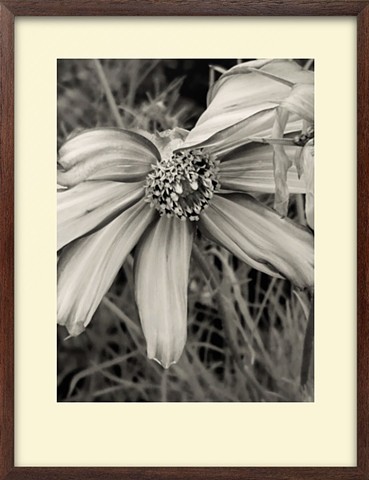 Drying South Dakota corn flower #3