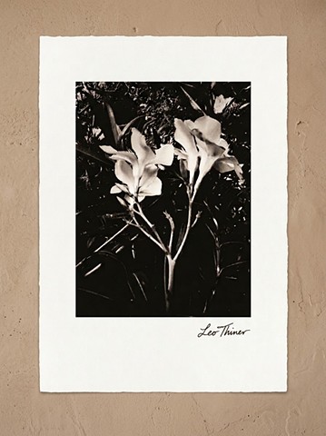 Jungle bloom