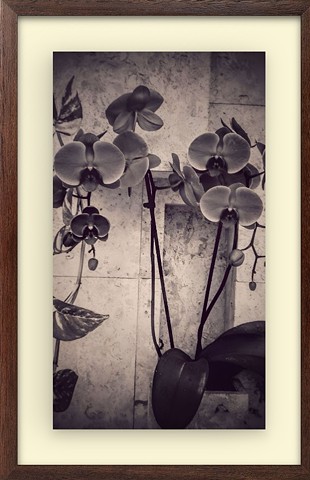 Hawaii Moth orchids