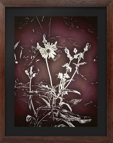 Sunlight static of the stems