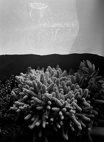 Cactus, Estudio Martin Chambi, 1976