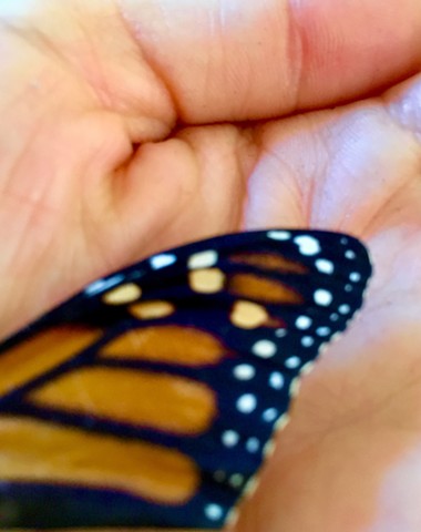 Monarch