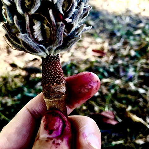 bloody magnolia