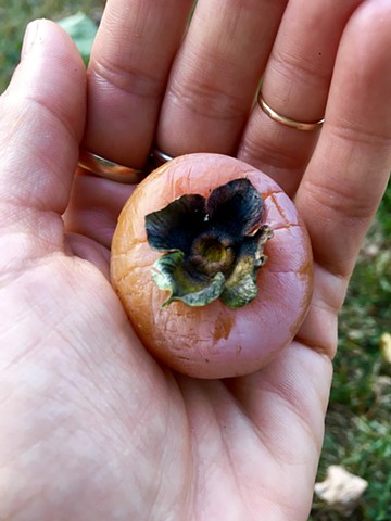 wild persimmon 
