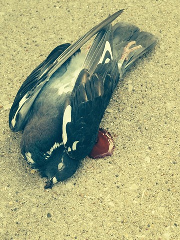 Blood and pigeon 