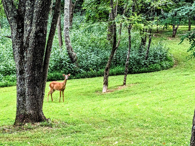 Deer looks