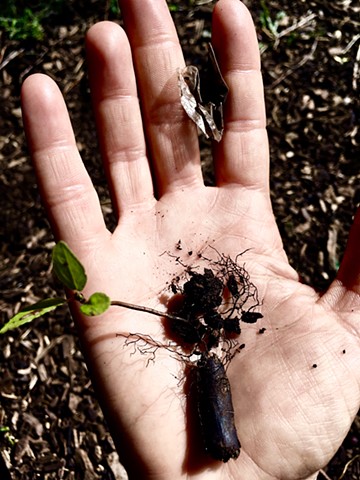 black wood and tiny tree