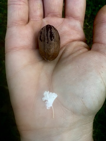 pecan and tiny white