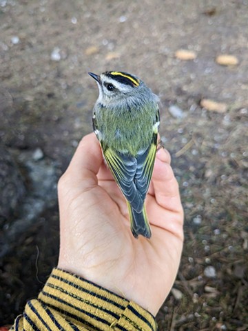 Kinglet and Me