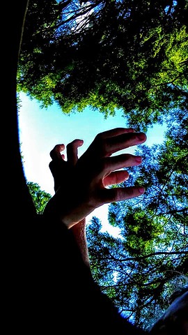 Hands and trees